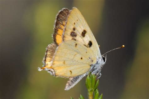 hermes coppia coppe|hermes copper lycaena.